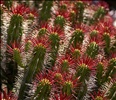 Prickles